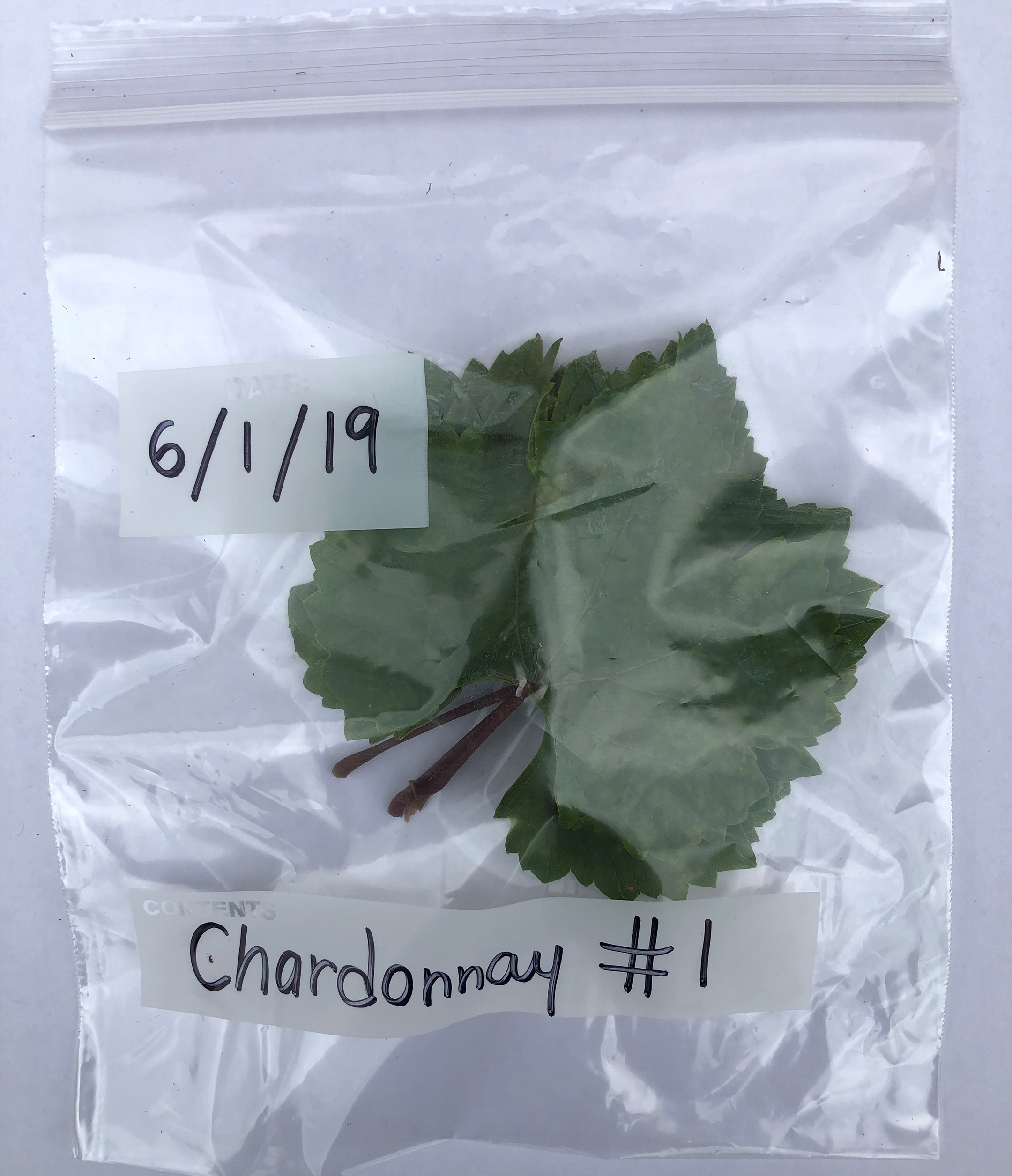 A leaf sample from a single grapevine.